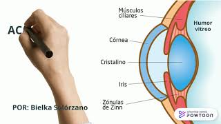 Acomodación del Cristalino [upl. by Eniaral497]