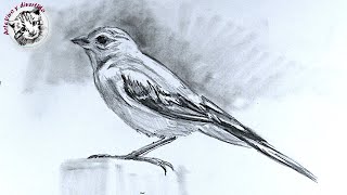 Aprende Como Dibujar un Pajaro Realista a Lapiz muy Facil y Paso a Paso [upl. by Dionis]