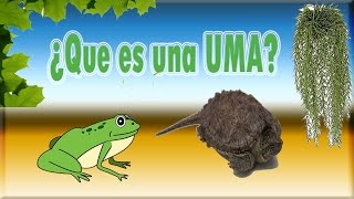 ¿Que es una UMA Unidad de Manejo para la conservacion de la vida silvestre [upl. by Shoshana]