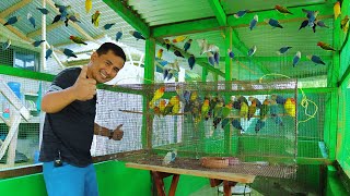 Its Finally Happening I Transferred all my AFRICAN LOVEBIRDS to our farms biggest Bird Aviary [upl. by Michaella988]