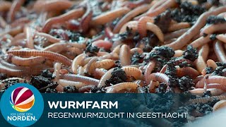 Wurmfarm Schleswig Holsteiner züchtet Regenwürmer [upl. by Lilian115]