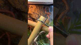 Ein schneller Biss amp weg🦎nature gecko animals terraristik reptiles cute pets food fast [upl. by Cyd]