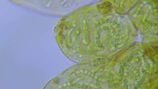 Cyanobacteria Nostoc sp [upl. by Kcajyllib953]