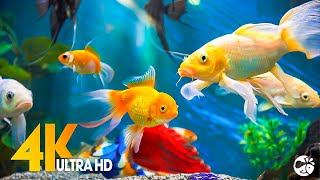 Aquarium 4K VIDEO ULTRA HD 🐠 Beautiful Coral Reef Fish  Relaxing Sleep Meditation Music [upl. by Carolynne643]