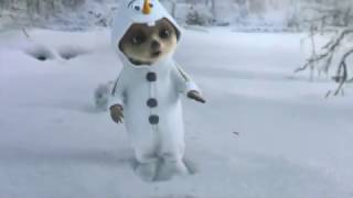 Compare The Meerkat Advert Olegs Magical Dream [upl. by Eduj]