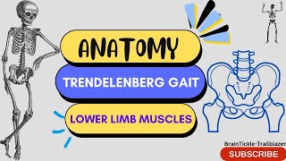 Trendelenburg Gait  Weak Hip Abductor Gait  Lower Limb Anatomy🦵🏻📚 [upl. by Ultan917]