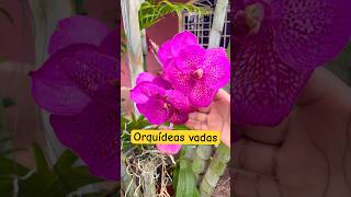 Conoce la orquídea vada su floración y cuidados flores floresnaturales plantasbonitas orchids [upl. by Tiny]