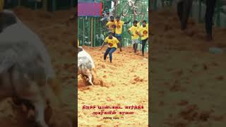 💥🔥🦁 jallikattukaalai jallikattu bull trending viralvideo [upl. by Simah599]