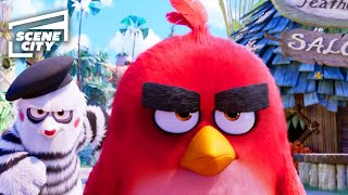 Angry Birds  Der Film AntiAggressionsTraining Jason Sudeikis Josh Gad Danny McBride [upl. by Lubbock]