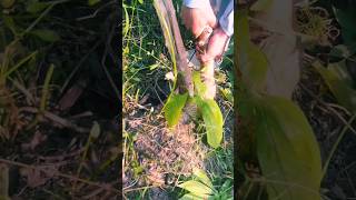 agritools farmer life tonglufeng agriculture agritool youtubeshorts viral [upl. by Anama]