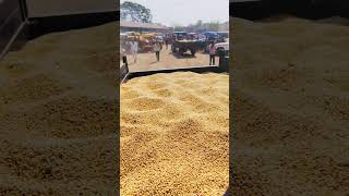 Kisaan song minivlog myfirsttimeinmylifevlog farming kisan tractor trendingshorts trending [upl. by Jane988]