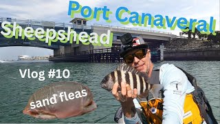 Vlog 10 New PB sheepshead and a few keeper sheepers Fishing Port Canaveral with Sand fleas [upl. by Nickola29]