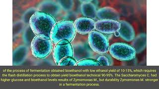 Process Fermentation of Filtrate Bamboo with Saccharomyces Cerevisiae and Zymomonas Mobilis [upl. by Nelleh379]