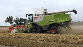 Maaidorsen met Claas Lexion 750TT van LU Schoemaker  Itterbeck 2016 [upl. by Engel38]