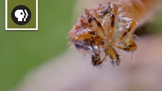 How Carnivorous Caterpillars Attack Their Prey [upl. by Culberson20]