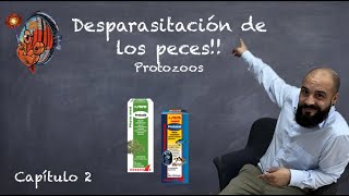 DESPARASITACIÓN DE LOS PECES Capitulo 2 🔬 PROTOZOOS ⚪️ Protazol y Protazid [upl. by Eniliuqcaj538]