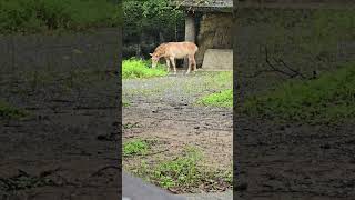 蒙古野馬Przewalskis HorseTaipei Zoo [upl. by Kapoor]