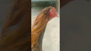 rooster hen roosterandhen whiterooster mushkaghora beautiful video 😍 [upl. by Ledarf]