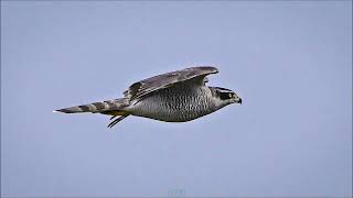 참매 비행 Flight of the goshawk [upl. by Bunker]