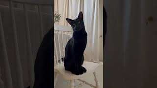 Talking oriental shorthair cat sits upon his throne and shouts orders osiristheoriental [upl. by Nilcaj201]