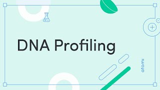 Y1112 Biology DNA Profiling [upl. by Abbye]