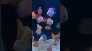 Discus Tower Tank  Discus Fish  Amazing Discus Fish at Blessings Aquarium  Discus Fish for Sale [upl. by Gleda435]