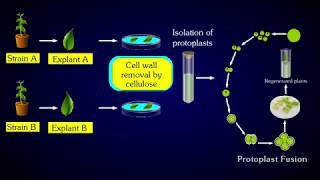 PROTOPLASMIC FUSION [upl. by Jerroll]