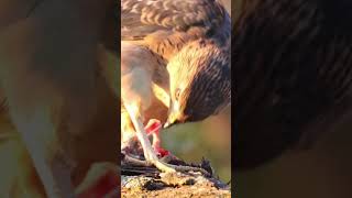 SHOOTING RAPTORS birds of prey naturewildlifehawks [upl. by Odnalor]