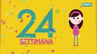 24° settimana di gravidanza [upl. by Elon543]