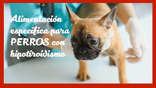 Alimentación especial para perros con hipotiroidismo [upl. by Wickner303]