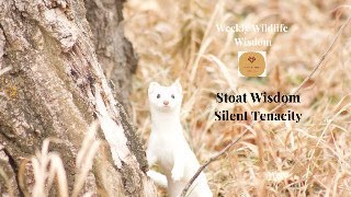 Stoat Wisdom  Silent Tenacity [upl. by Ellennaj986]