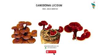 Ganoderma lucidum Cultivation Reishi Lingzhi Mushroom benefits Medicinal Mushroom Farming P1 [upl. by Attelrak]