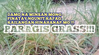 Paragis Grass  Bila Bila  Classification to benefits   Listen to your mananap [upl. by Neenwahs]