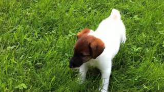 Puppy Watching Smooth Fox terriers [upl. by Ahtera]