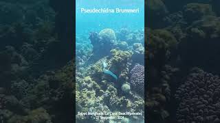 4K Pseudechidna Brummeri  Egypt Hurghada La Casa Beach shorts snorkeling redsea hurghada [upl. by Reena]