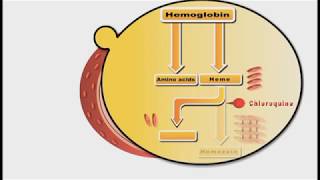 Antimalarial drugs animation Chloroquine [upl. by Aikam]