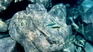 Swimming With Cichlids  Lamprichthys tanganicanus katani  Tanganyikan Killifish [upl. by Aliber522]