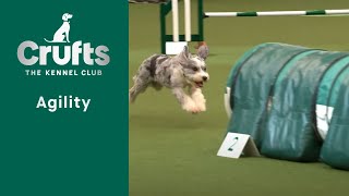 Agility – Championships – SmallMedium Jumping Part Two  ​Crufts 2023 [upl. by Amaj]