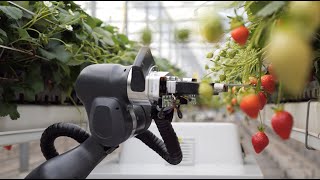 Strawberry Harvesting Robot BERRY [upl. by Amery]