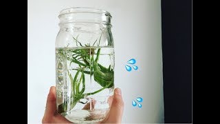 AIR PLANT WATERING amp TIPS 🌿💦 [upl. by Marden]