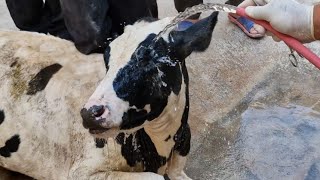 Surgery and drainage of purulent abscess of the calfs navel [upl. by Laverna]