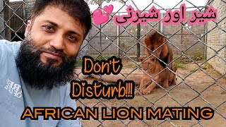 African Lion Mating with Lioness  Lions Breeding Farm  Faizy Wildlife Breeding Farm [upl. by Rj]