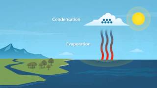 How does rain form and what is the water cycle [upl. by Shedd]