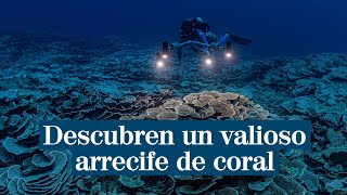 Descubren uno de los arrecifes de coral más extensos y valiosos del mundo en Tahití [upl. by Willey]