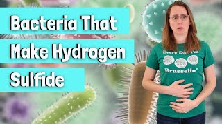 Bacteria That Make Hydrogen Sulfide H2S [upl. by Alegnad150]