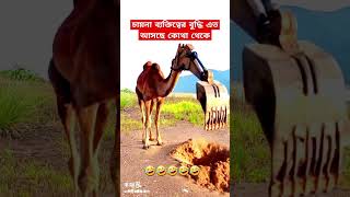 চায়না লোকেদের এত বুদ্ধি আসে কোথা থেকে  Chinese Funny Video shorts shortsfeeds viralshorts [upl. by Fernandina879]