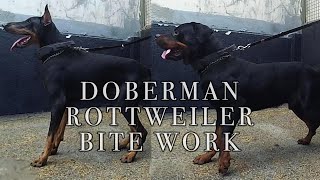 Doberman Rottweiler Bite Work [upl. by Huang838]