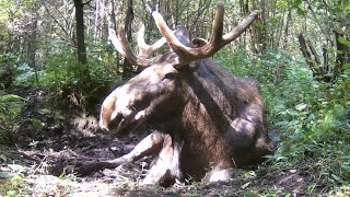 Wielki łoś odpoczywał w lesie Nagle zauważył kamerę zobacz co zrobił po chwili [upl. by Ellehcem]