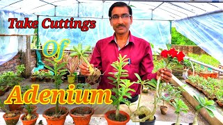 Grow Adenium from Cuttings for fast growing and quick flowering [upl. by Oidale85]