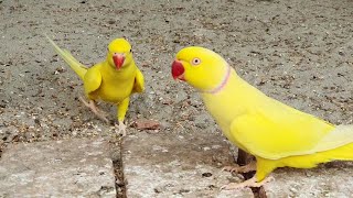 Roseringed parakeet multi colours Birds Video Animal life [upl. by Luke]